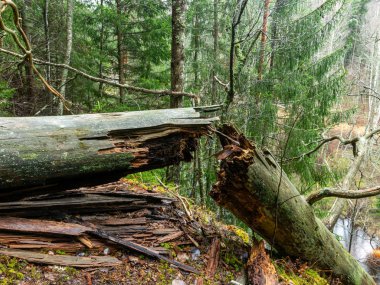 Nehrin yüksek kıyısındaki eski ve kırık ağaçlı manzara