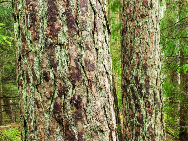 Textura de madera de pino sobre fondo borroso — Foto de Stock