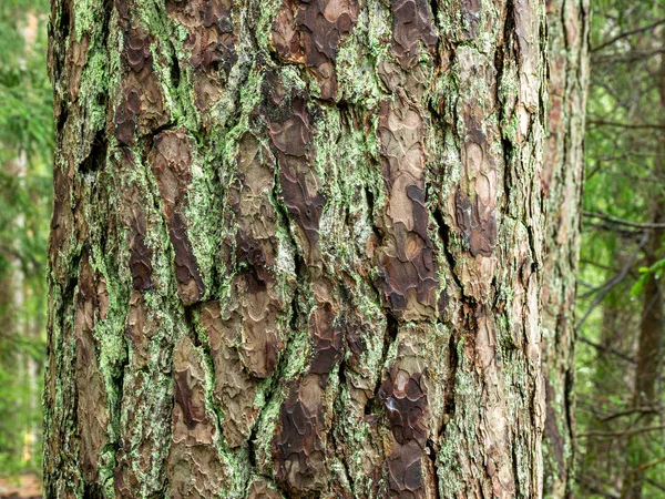 Textura de madera de pino sobre fondo borroso — Foto de Stock