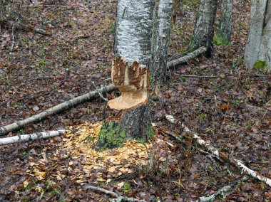 Kunduz dişlenmiş ağaçlarla dolu manzara,