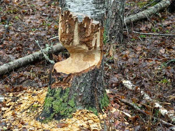 Paisaje con castor mordisqueado árboles , —  Fotos de Stock