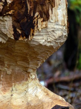 Kunduz dişlenmiş ağaçlarla dolu manzara,