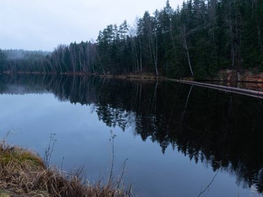 Sahilde su ve ağaçların olduğu manzara