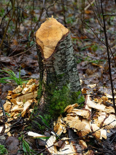 Paisaje con castor mordisqueado árboles , —  Fotos de Stock