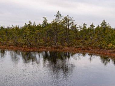 Kırmızı yosunlu bataklık manzarası, küçük bataklık çamları