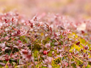 Bataklık bitkisi parçalarıyla soyut resim