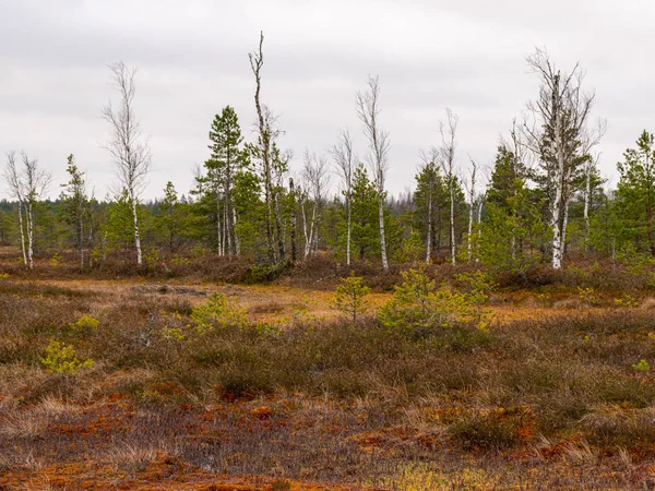 A lonely landscape with bogs — Stock Photo, Image