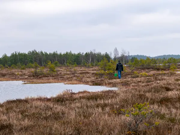 Un paisaje solitario con pantanos —  Fotos de Stock