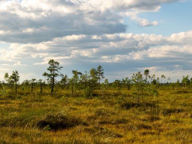 Güneşli bir yaz gününde güzel bataklık manzarası