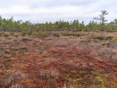 Bataklıkları olan ıssız bir arazi.