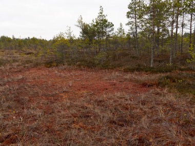 Bataklıkları olan ıssız bir arazi.