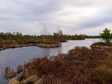 Kırmızı yosunlu bataklık manzarası, küçük bataklık çamları