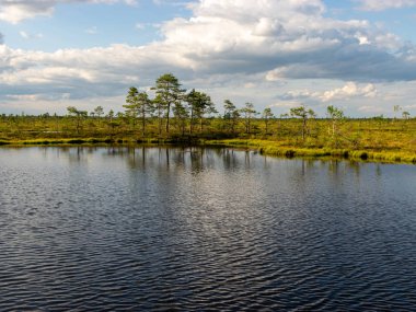 Güneşli bir yaz gününde güzel bataklık manzarası