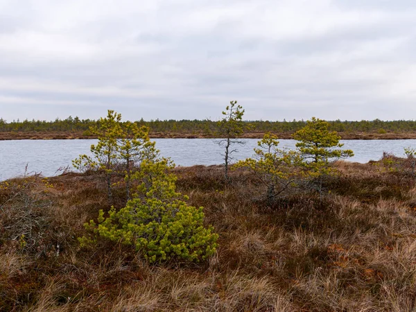 Paesaggio paludoso con muschi rossi, piccoli pini palude — Foto Stock