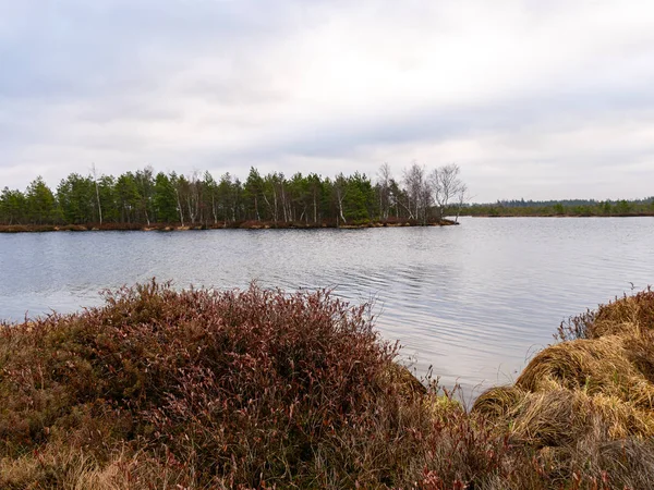 Bog landscape with red mosses, small bog pines — 스톡 사진