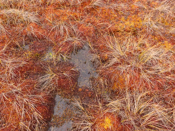 Imagen abstracta con fragmentos de planta de pantano —  Fotos de Stock