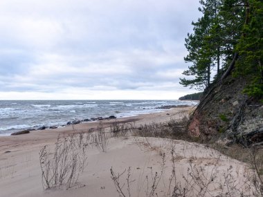 Dik deniz manzarası, eski çimenler ve devrilmiş ağaçlar.
