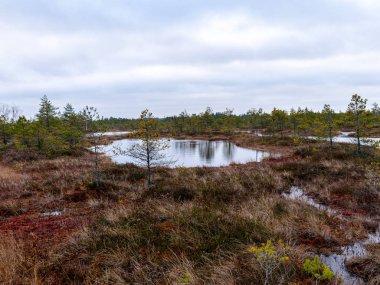 Kasvetli bataklık manzarası, çimen, yosun ve bataklık çamları
