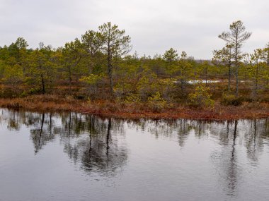 Kırmızı yosunlu bataklık manzarası, küçük bataklık çamları