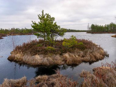 Kırmızı yosunlu bataklık manzarası, küçük bataklık çamları