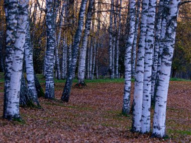 Gün batımında huş ağacı koruluğuyla manzara
