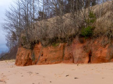 Dik deniz manzarası, eski çimenler ve devrilmiş ağaçlar.