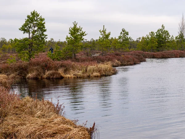 Moeraslandschap met rode mossen, kleine moerasdennen — Stockfoto