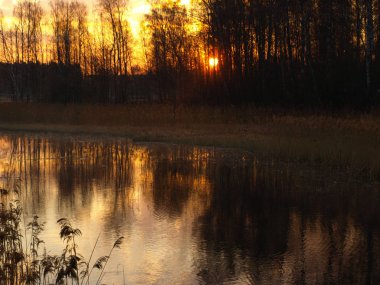 Su yansıması olan ağacın soyut görüntüsü