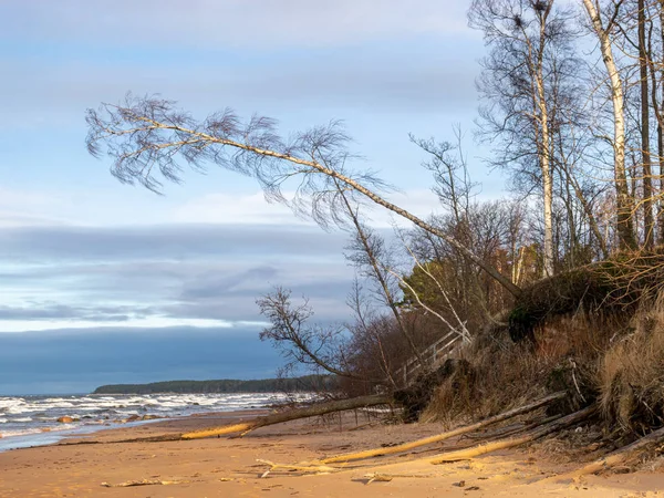 steep seashore landscape, old grass and fallen trees