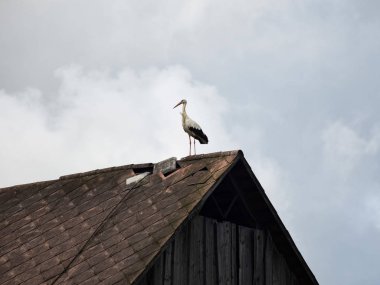 Çatıda leylek manzarası