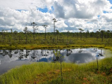 Bataklık gölü, küçük bataklık çam ağaçları, otlar ve yosunlar, suda parlayan beyaz bulutlar.
