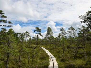 Bataklıkta tahta bir yaya köprüsü olan arazi, bataklık çimenleri, çamlar ve yosunlarla çevrili.
