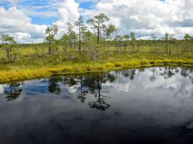 Bataklık gölü, küçük bataklık çam ağaçları, otlar ve yosunlar, suda parlayan beyaz bulutlar.
