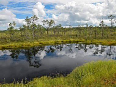 Bataklık gölü, küçük bataklık çam ağaçları, otlar ve yosunlar, suda parlayan beyaz bulutlar.