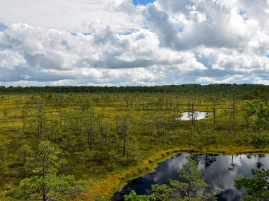 Bataklık gölü, küçük bataklık çam ağaçları, otlar ve yosunlar, suda parlayan beyaz bulutlar.