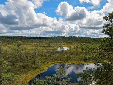 Gözetleme kulesinden bataklığa, yeşil bataklık çimlerine ve bataklık çamlarına kadar