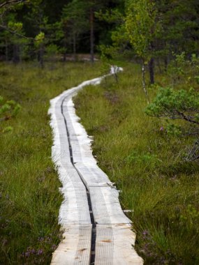 Bataklıkta tahta bir yaya köprüsü olan arazi, bataklık çimenleri, çamlar ve yosunlarla çevrili.