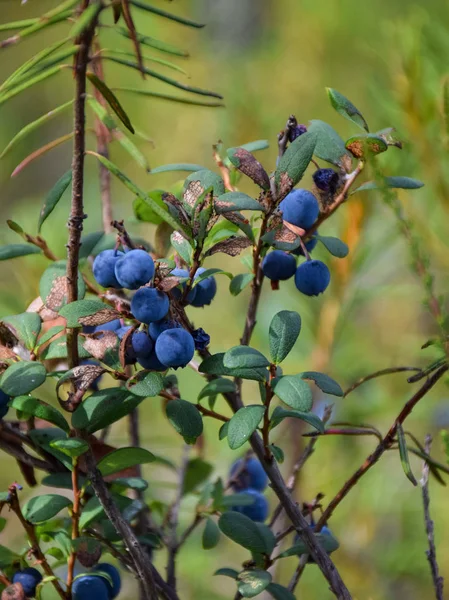 Zdjęcie Niebieskimi Jagodami Bagiennymi Tle Rozmytych Roślin Bagiennych — Zdjęcie stockowe
