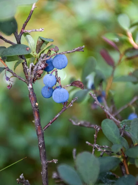 Foto Met Blauwe Moerbeien Achtergrond Van Fuzzy Moerasplanten — Stockfoto