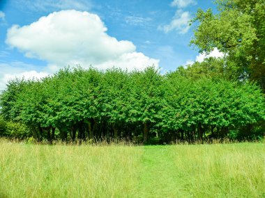 a simple landscape with a green meadow in the foreground and trees in the background