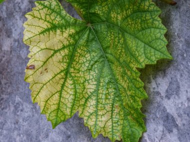 picture with grape leaf texture, close-up view