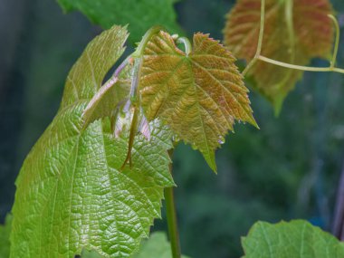 picture with grape leaf texture, close-up view