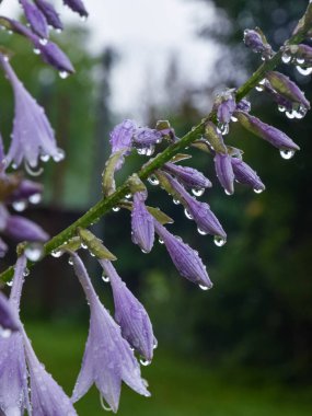 picture of plants after rain, dew drops, close-up view