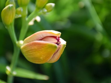 beautiful picture with lily bud on blurry background, close-up view