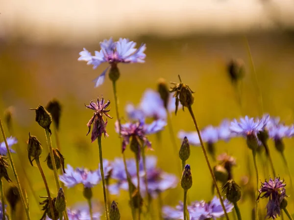 Picture Cornflower Fragments Blurred Meadow Background — 스톡 사진