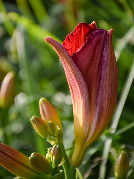 Krásný Obrázek Lilií Bud Rozmazaném Pozadí Zblízka Pohled — Stock fotografie