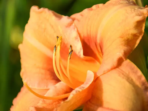 Barevný Obrázek Liliemi Fragmenty Květin Rozmazaném Pozadí Detailní Pohled — Stock fotografie