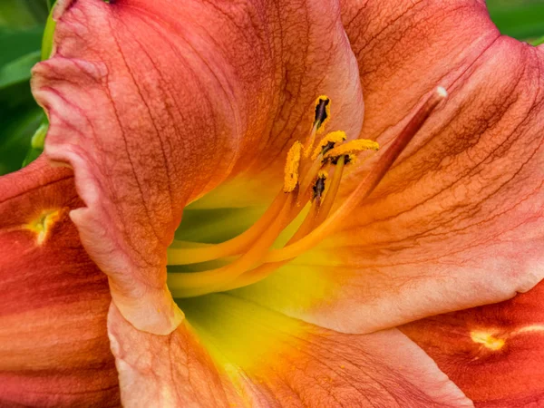 color picture with lily flower fragments on blurred background, close-up view