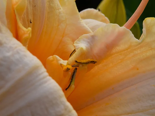 Kolorowe Zdjęcie Fragmentami Kwiatów Lilii Rozmytym Tle Widok Bliska — Zdjęcie stockowe