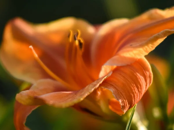 color picture with lily flower fragments on blurred background, close-up view